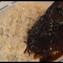Beef Short Rib with Risotto